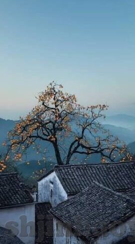 白晶晶果冻传媒私人-探索白晶晶果冻传媒的独特魅力与影响